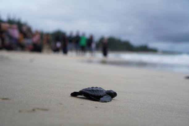 istock baby sea turtle 1471593148