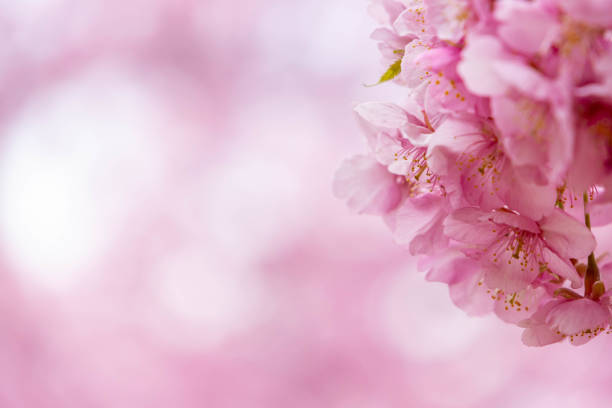 Close-up of Kawazu cherry blossoms in full bloom stock photo