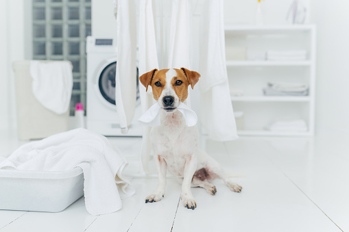 Photo of pedigree dog plays with white laundry, poses in washing room, basin with towels, washer in background, white console. Playful animal