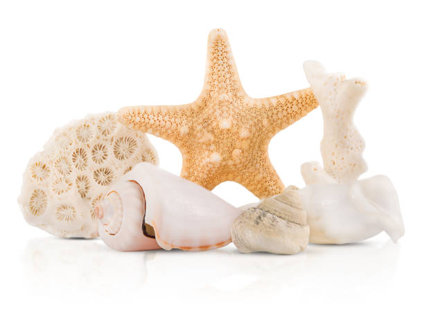 istock a group of marine life is isolated on a white background with shadow and reflection 1471594905