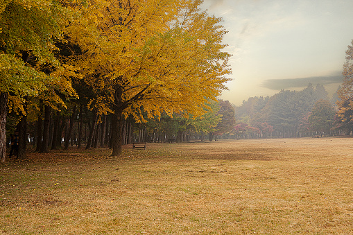 Golden autumn in the charming botanical garden of Almaty, Asia, Kazakhstan