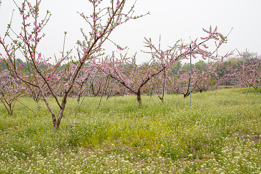 Apricot trees bloom in spring