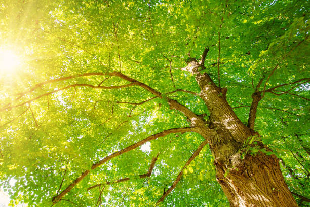 istock Giant linden tree's branches with fresh young foliage. 1471597466