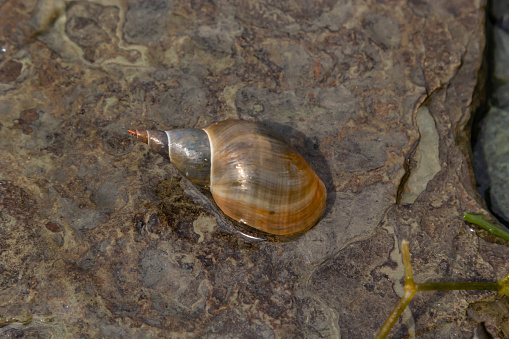 Lymnaea - Great pond snail Lymnaea stagnalis, air-breathing freshwater snail, an aquatic pulmonate gastropod mollusk, family Lymnaeidae.