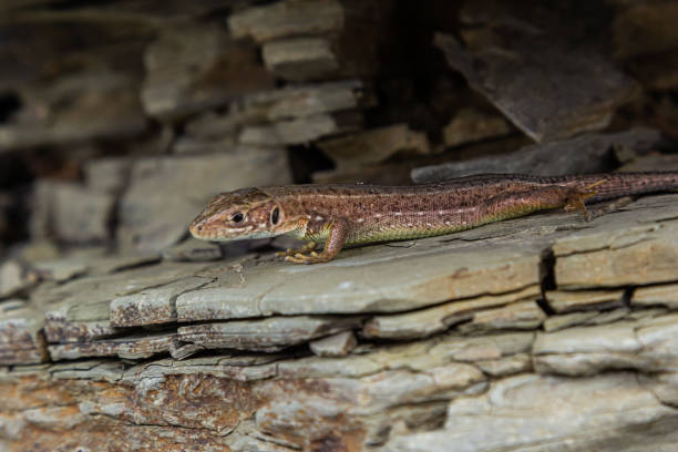 istock Lacerta agilis, sand lizard, on a sunny summer day 1471598876