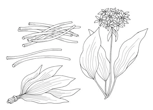 Vector illustration of Wild garlic graphic black white isolated sketch set illustration vector