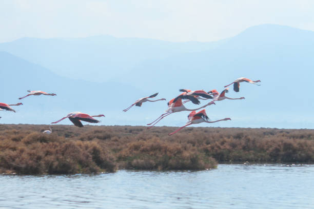 istock pink flamingos 1471599853