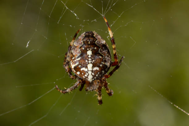 istock Spider Araneus diadematus with a cross on its back on a web against a tree background 1471599966