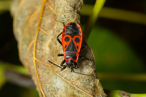 Natural closeup on the red firebug, Pyrrhocoris apterus sitting on a leaf in the garden.