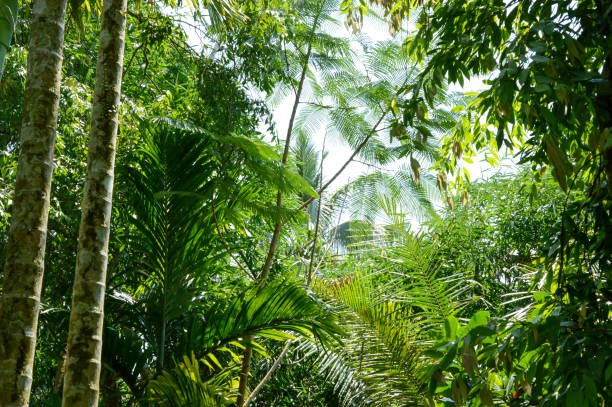 istock Tropical Evergreen forests on day 1471600050