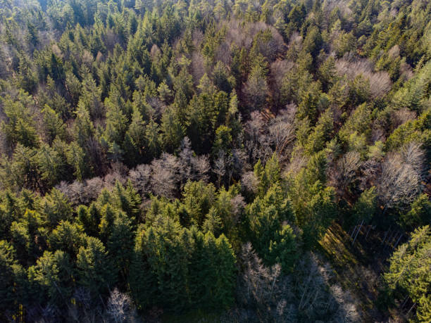 istock Aerial view of a mixed forest with conifer, dead and bare trees 1471600185