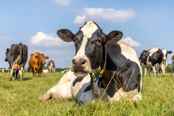 istock Cow lying down, showing teeth while chewing, stretched out in the pasture, relaxed and happy 1471601353