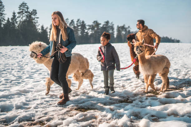 istock Alpaca Adventure with Multiracial Family 1471601557
