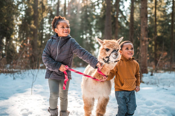 istock Alpaca Being Walked by Mixed Race Siblings 1471601569