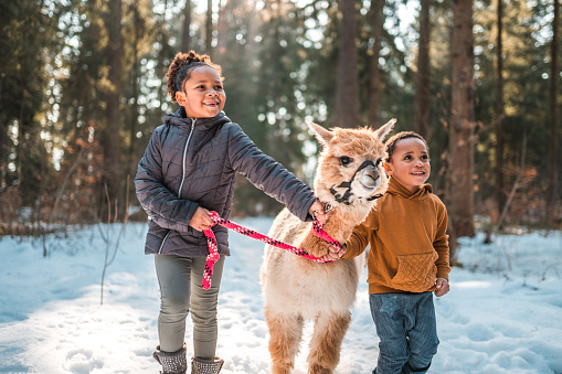 Cute white alpaca being walked by mixed race siblings during a winter adventure. They are having fun in the snowy day.