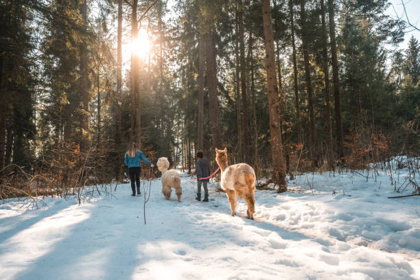 istock Back View of Mother and Daughter Walking Two Alpacas 1471601589