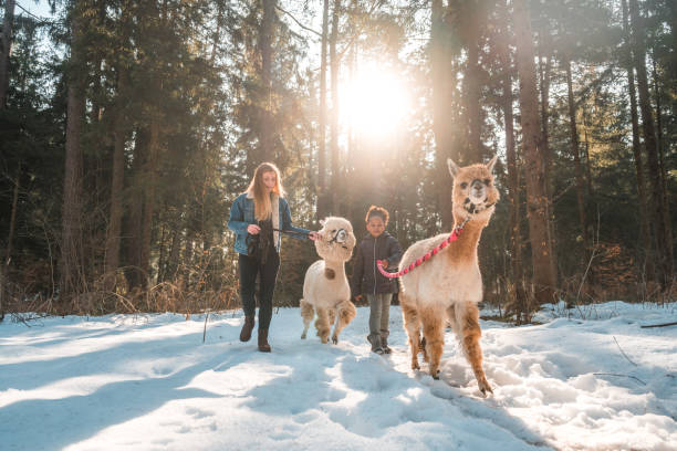 istock Caucasian Mother and Daughter Have Fun with Alpacas 1471601590