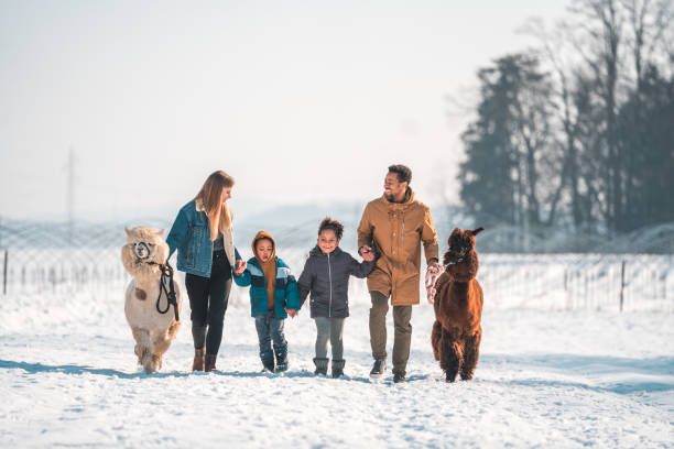 istock Mixed Race Family with Alpacas 1471601615