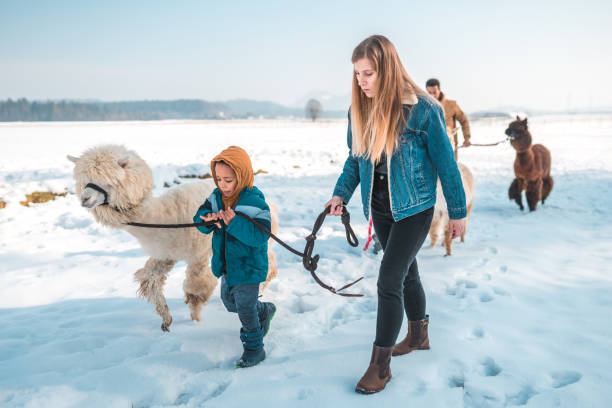 istock Family Walks with Alpacas in the Snow 1471601618