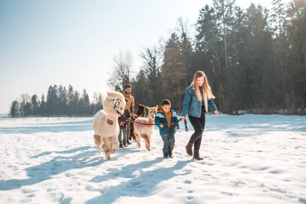 istock Fun Winter Activities, Family Walking with Alpacas 1471601619