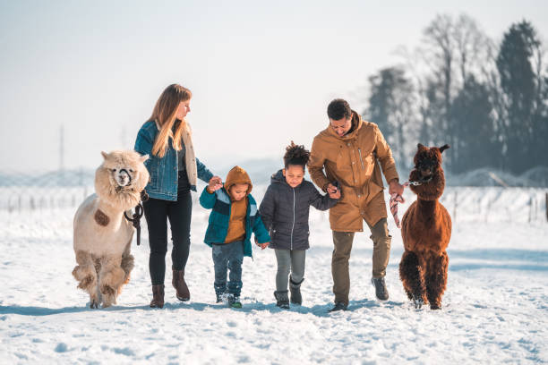 istock Winter Wonderland, Active Family Walking with Alpacas 1471601627