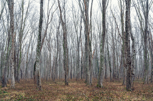 Bare leafless mystical foggy winter forest