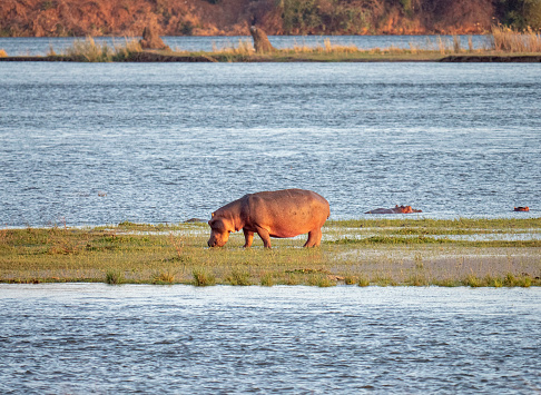 A hippo (Hippopotamus amphibius) foraging on an island in Zambezi river. Zambezi river flows between Zimbabwe en Zambia. In the back the hills of Zambia.