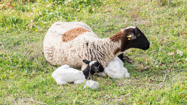 istock Payoya sheep resting in a meadow in the Sierra de Grazalema (Cádiz, Andalusia, Spain) 1471602996