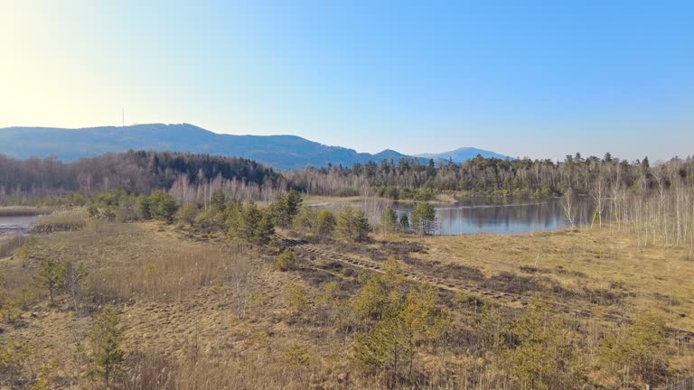 Bavarian moor near Ainring, Berchtesgadener Land, in spring