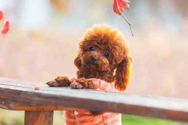 Photo of A toy poodle in autumn