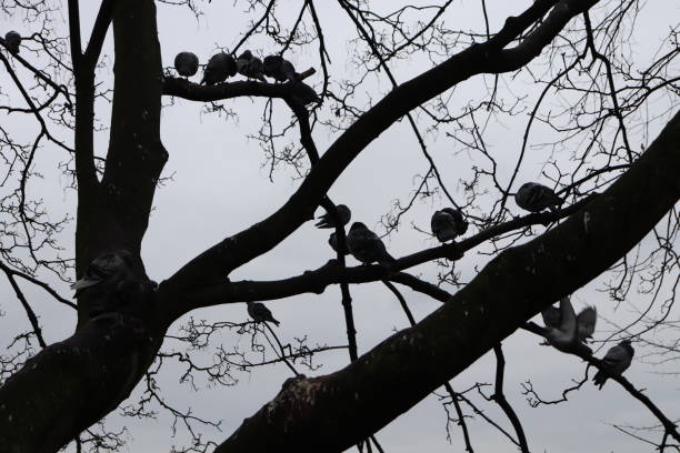 istock Silhouette of birds on the tree 1471605623