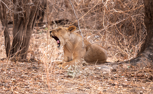A lioness  (Panthera leo) in Zimbabwe in Mana Pools National Park