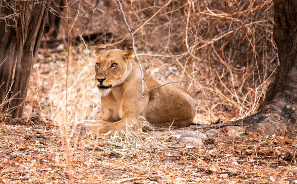 istock Lioness in Zimbabwe 1471606929