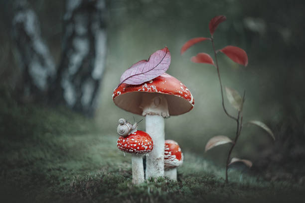 Magic fantasy fly agaric mushrooms and two snails in a magical fairy tale dreamy forest. Fantasy magic meadow of mushrooms, in an enchanted forest, on a green background. Fantasy. Forest mushrooms Magic fantasy fly agaric mushrooms and two snails in a magical fairy tale dreamy forest. Fantasy magic meadow of mushrooms, in an enchanted forest, on a green background. Fantasy. Forest mushrooms elf sitting stock pictures, royalty-free photos & images