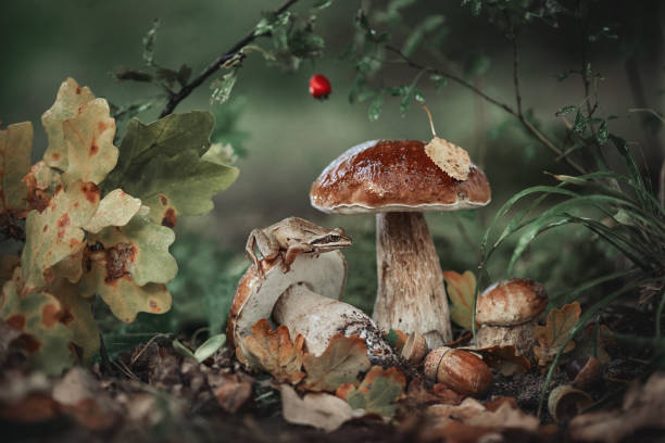 istock Fairytale forest plot with a frog and mushrooms.
Frog on a mushroom. Magic forest, magical animals cartoon. Forest mushrooms. Funny animals. 1471606981