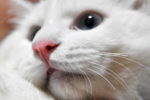 istock A close-up of a cat's nose and mouth. 1471607817