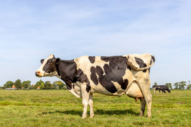 cow standing full length in side view, large full udder, milk cattle black and white, a blue sky - animal nipple agriculture selective focus black and white imagens e fotografias de stock