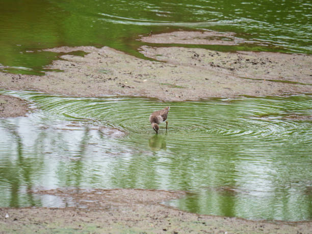 A wood sandpiper foraging in a pool in Mana Pools National Park in Zimbabwe.
