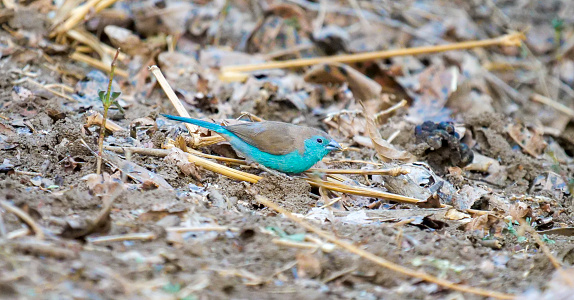 The blue waxbill (Uraeginthus angolensis), also called southern blue waxbill, blue-breasted waxbill, southern cordon-bleu, blue-cheeked cordon-bleu, blue-breasted cordon-bleu and Angola cordon-bleu, is a common species of estrildid finch found in Southern Africa.