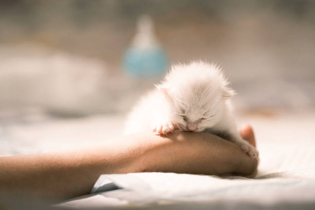 A kitten raised by human feeding.