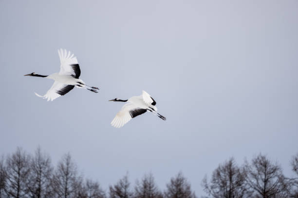 istock Two red-crowned cranes spread their wings and soar in the sky. 1471609424