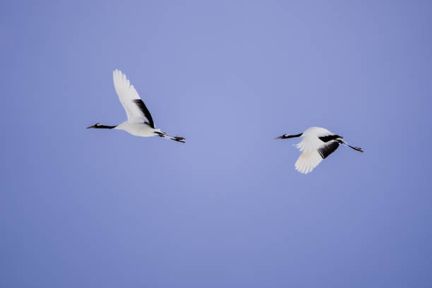 Two red-crowned cranes spread their wings and soar in the sky. Scenery of wild bird life in winter, Hokkaido, Japan. 2023