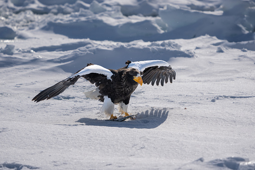 Steller's sea eagle spread its wings and landed on the snow. Its claws grab fish Haliaeetus pelagicus. Scenery of wild bird life in winter, Hokkaido, Japan. 2023