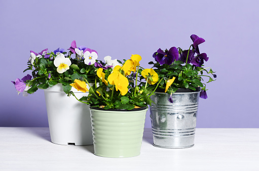 Pots with colorful pansies on a violet background
