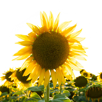 Sunflowers on the field isolated on the sky background.