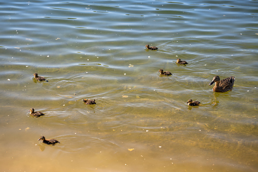 Duck mother with her ducklings swimming in a pond.