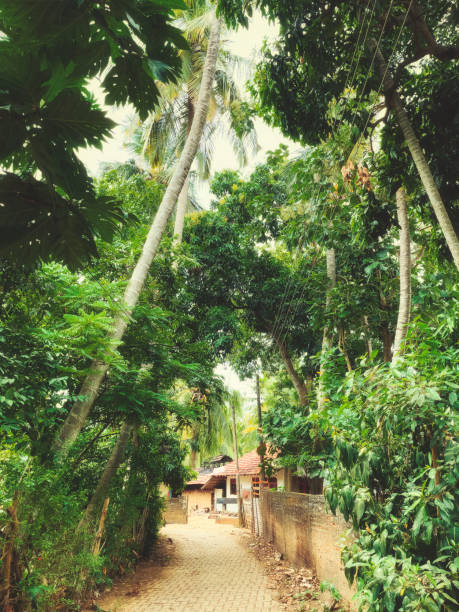 istock Path through a village in southern Sri Lanka with tall palm trees 1471611151