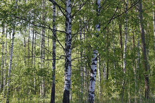 Green forest with birch trees. Spring greenery, vivid backdrop with colors of spring.