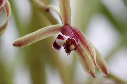 orchid   Cimbidium finlaysinianum is flowering at the plant development station