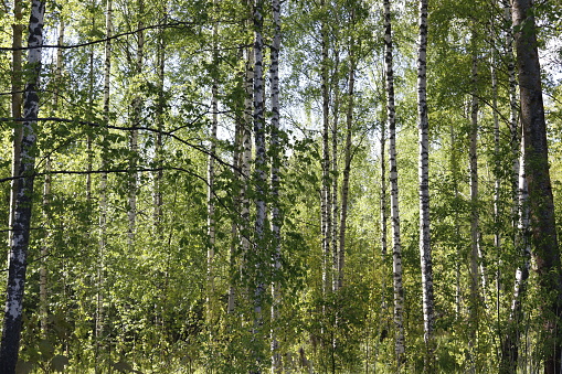 Green birch forest